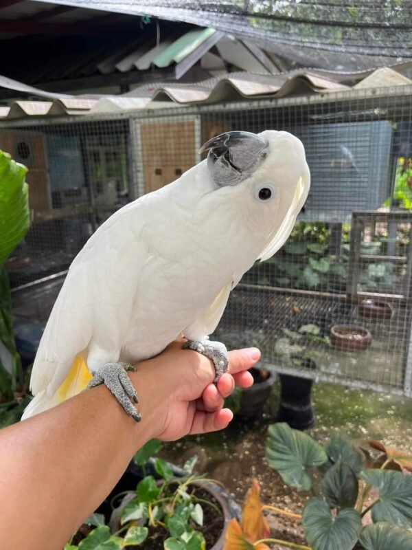 Umbrella Cockatoo