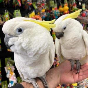 Sulphur-Crested Cockatoo for Sale