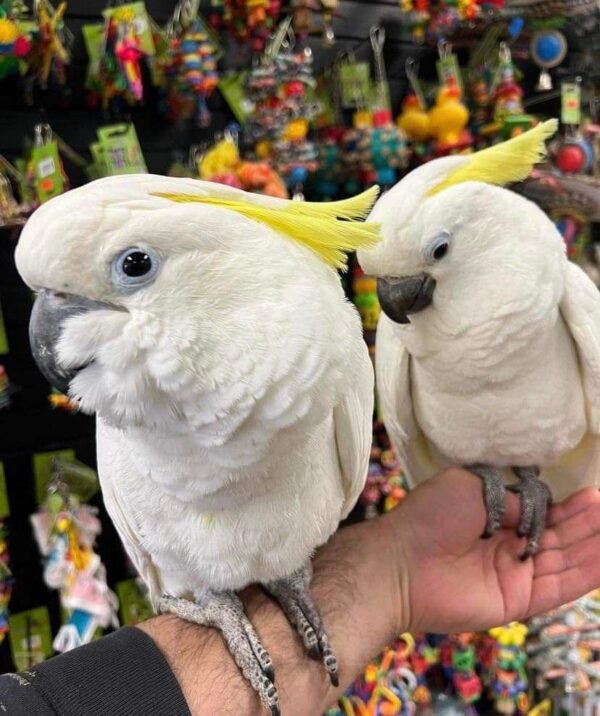 Sulphur-Crested Cockatoo for Sale