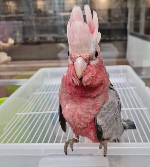 Galah Cockatoo parrot