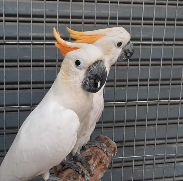 Citron Cockatoo for Sale