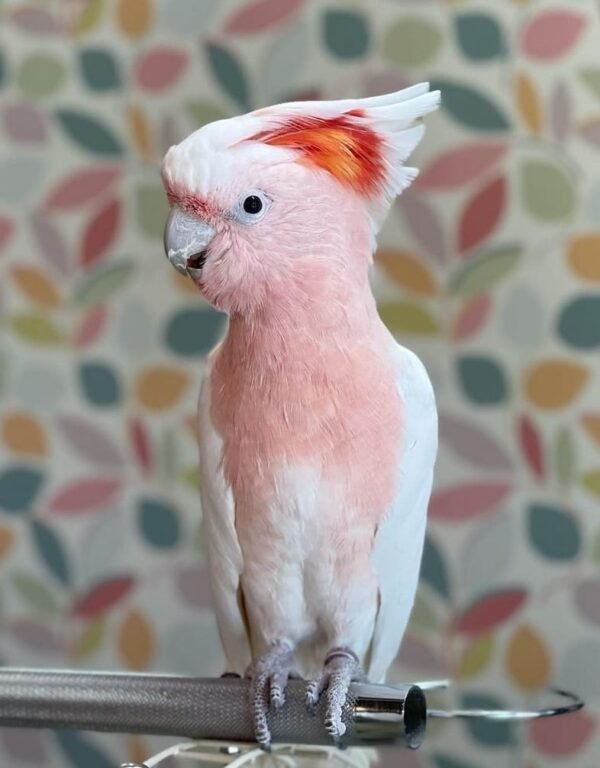 Major Mitchell’s Cockatoo