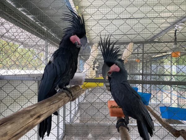 Goliath Cockatoo