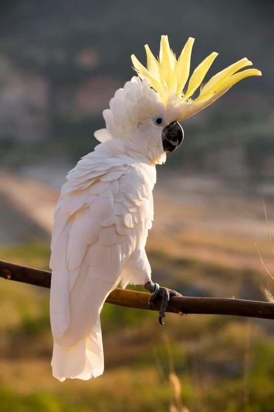 cockatoos for sale