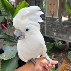 Umbrella Cockatoo for Sale