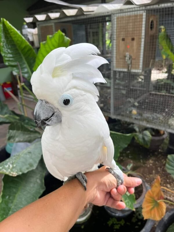 Umbrella Cockatoo for Sale