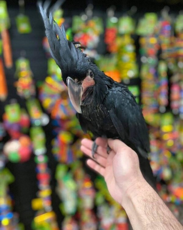 Black Palm Cockatoo for Sale near me