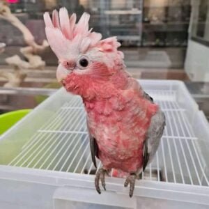 Galah Cockatoo for Sale