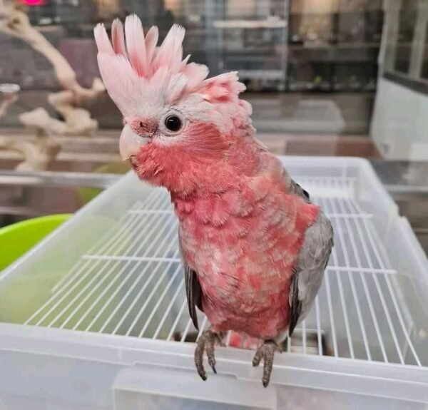 Galah Cockatoo for Sale