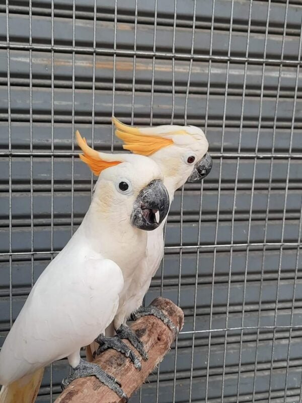 Citron Cockatoo parrot