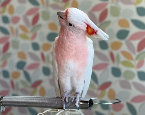 Major Mitchell’s Cockatoo