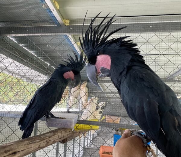 Goliath Cockatoo for Sale