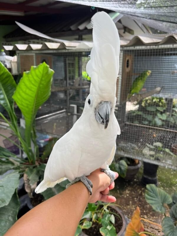 Umbrella Cockatoo