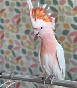 Major Mitchells Cockatoos for sale