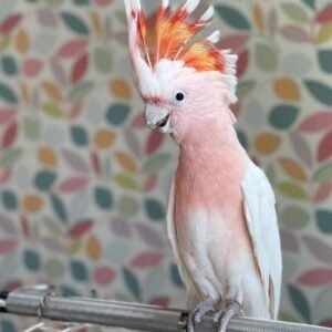 Major Mitchells Cockatoos for sale