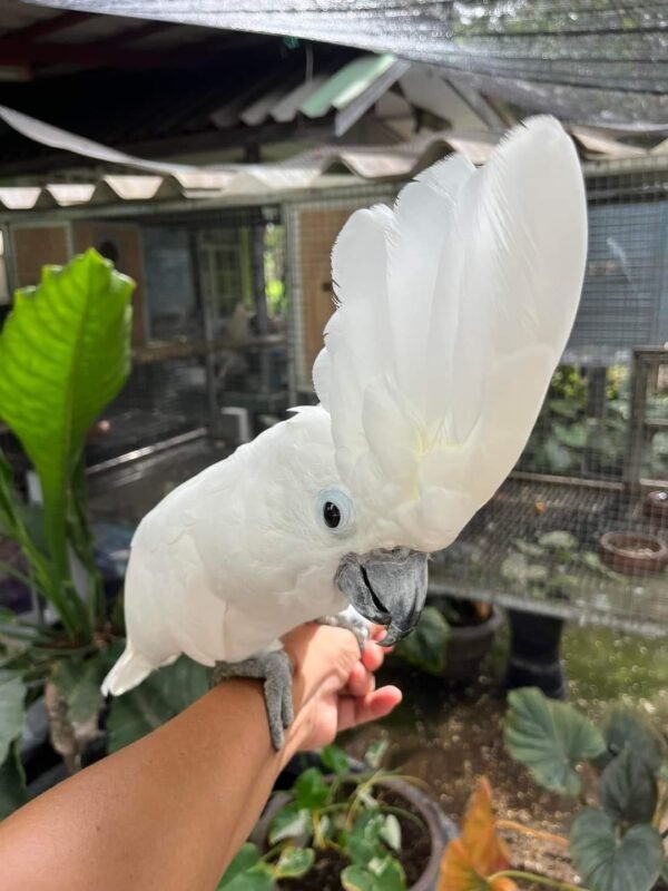 Umbrella Cockatoo