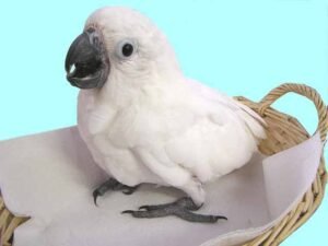 joy lesser sulphur crested cockatoo for sale