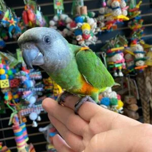 Senegal Parrots for Sale