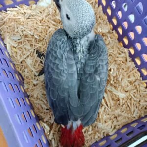 African Grey Parrots for Sale