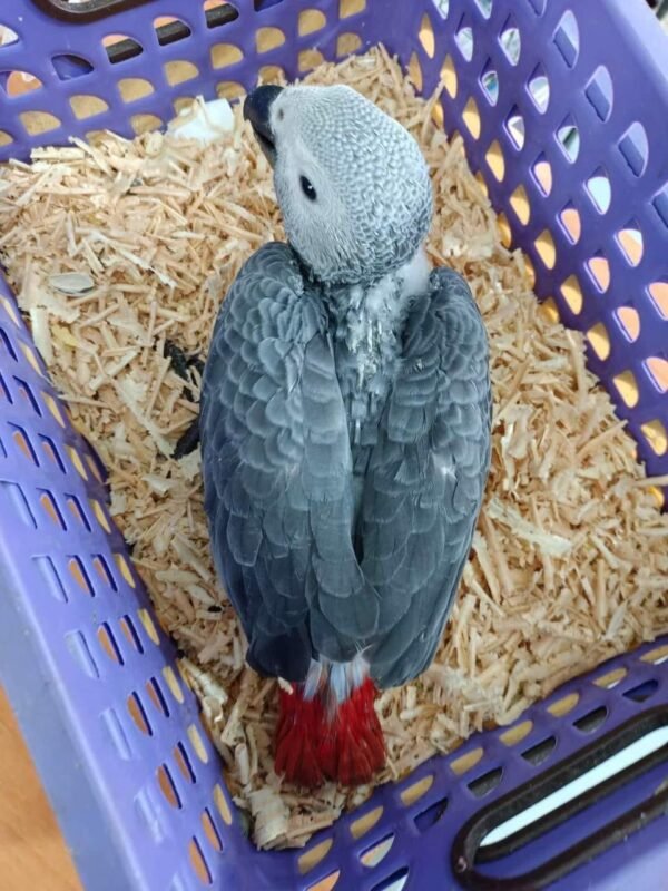 African Grey Parrots for Sale