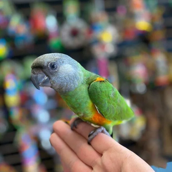 Senegal Parrots