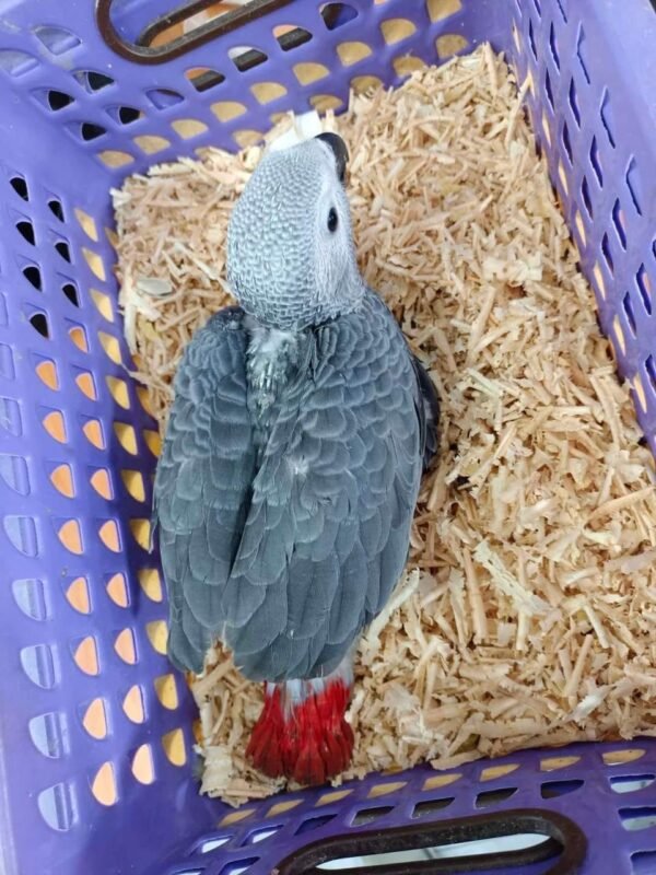 African Grey for Sale