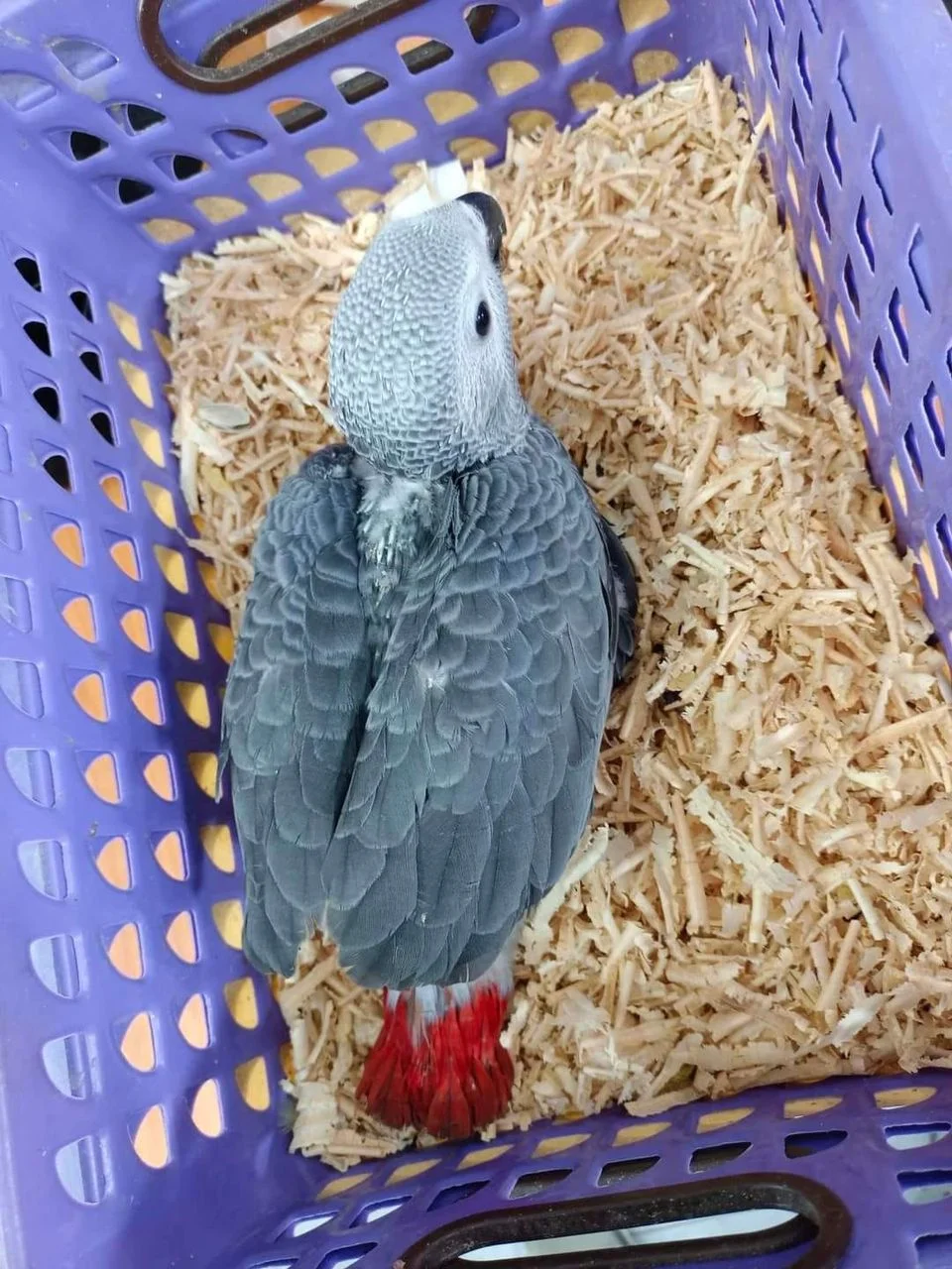 African Grey for Sale