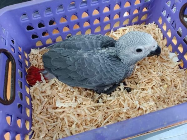 baby African Grey for Sale