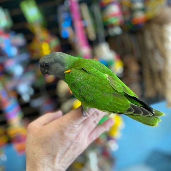 baby Senegal Parrots for Sale