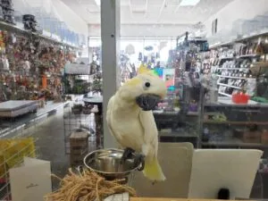 joy Lesser Sulphur Crested Cockatoo for sale