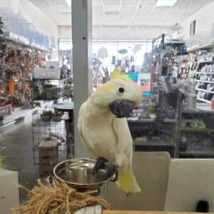 joy Lesser Sulphur Crested Cockatoo for sale